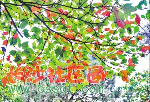 Ͻ@ҵ~D(zhun)toԵظVο͂_